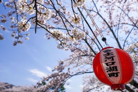 河口湖と桜