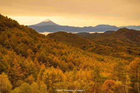 黄色く染まる高原の山々