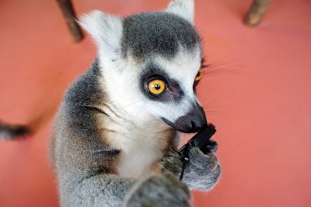 レンズキャップを奪うキツネザル