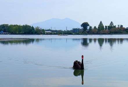 コクチョウと逆さ筑波