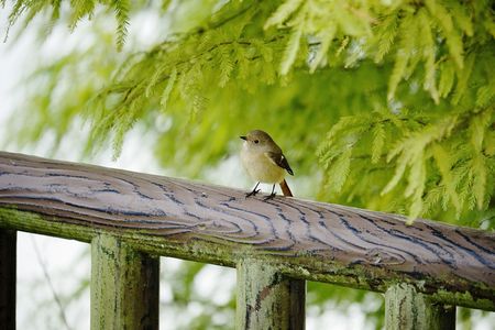 ジョビコがやってきた#ジョウビタキ#