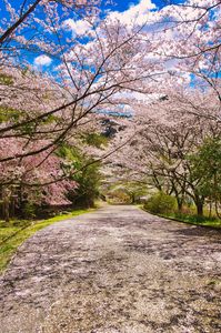 伊東・松川湖。天然の桜回廊