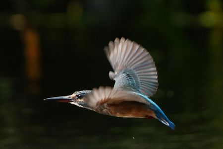翠ちゃんが行く　（いつもの川の仲間たち）