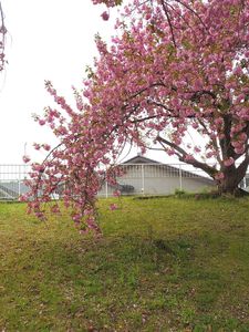 ソメイヨシノの桜