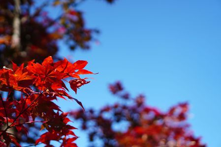 青い空と紅葉
