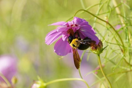 コスモスとクマ蜂