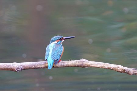 静寂の水辺と青い鳥