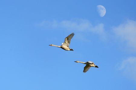 お月様とコハクチョウ