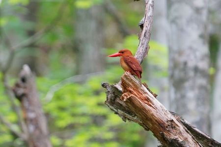 静かな森と赤い鳥