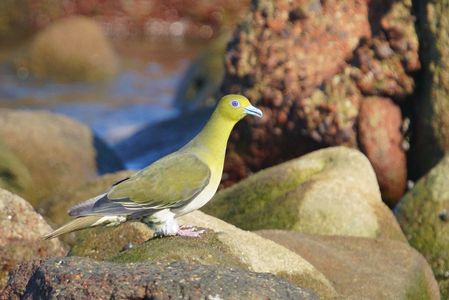 水辺で輝くブルーアイ
