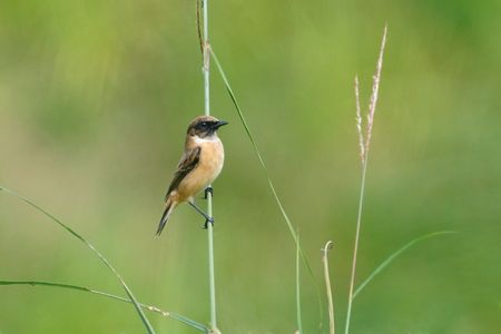旅するノビタキ