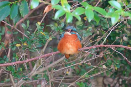ふくらかわせみ