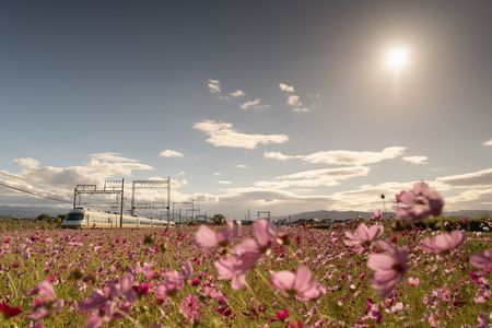 光降り注ぐコスモス畑