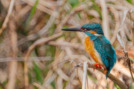 新しい機材　α１Ⅱが来たので早速散歩に出かけました。