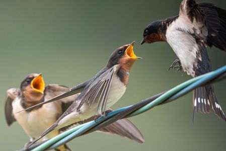 「オレの番〜」