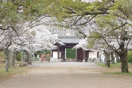 膳所公園の桜