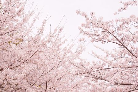 靱公園桜