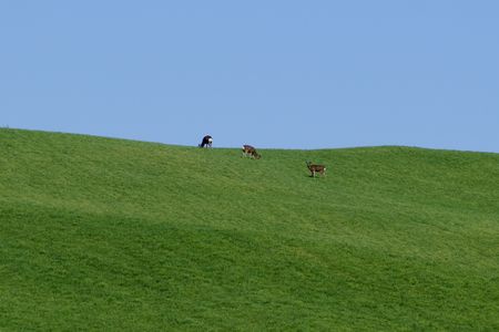 WindowsXP壁紙の丘とエゾシカ