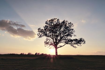 一本木のオーラ