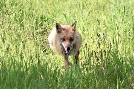 A Fox On The Run