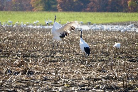 白鳥の湖の前で求愛ダンス