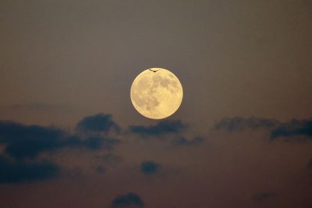 ビーバームーンと飛翔鳥