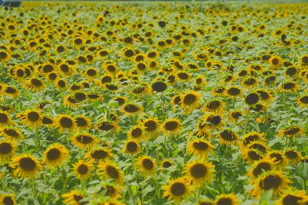一面の向日葵向日葵向日葵向日葵