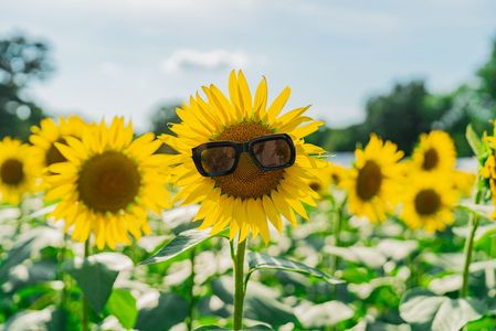 太陽とサングラス