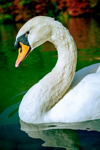 白鳥の湖