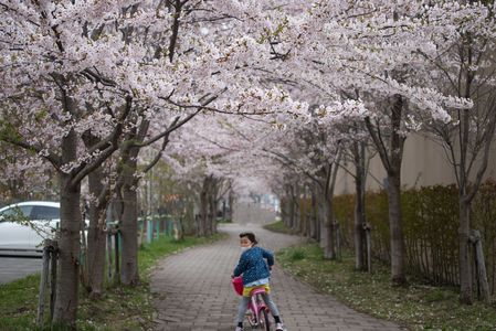 桜のトンネル#ソニーストア札幌5周年フォトギャラリー#