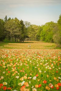 Love In Poppy fields