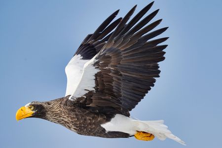 オオワシ青空を飛ぶ！