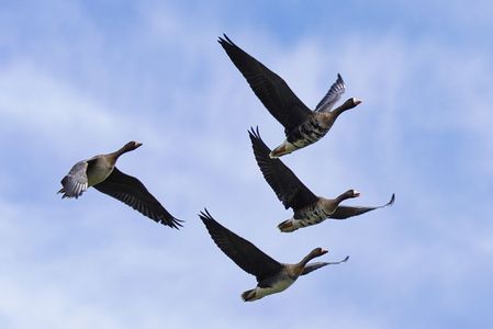 親子でシベリアから来日！