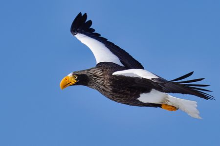 朝陽を浴びて輝くオオワシ！