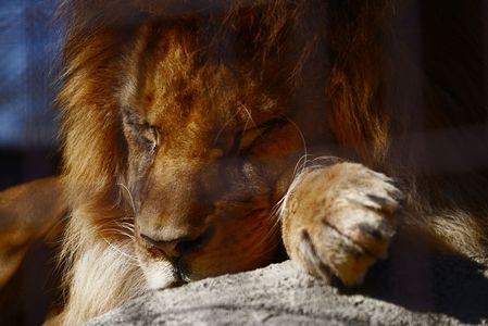眠るライオン