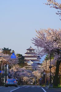 満開の桜を求めて会津若松城(鶴ヶ城)を早朝から攻めました