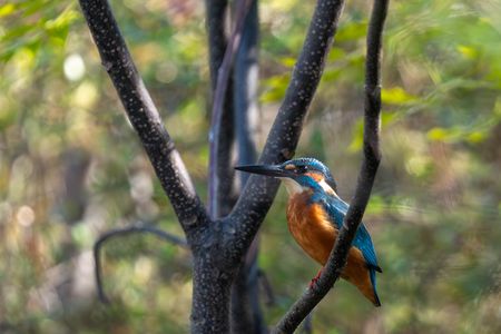 初めまして、カワセミさん