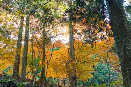 黄色だらけの紅葉