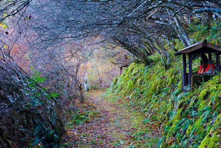 トトロの道（冬編）