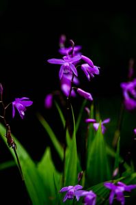 春・光・彩　～紫蘭の花を取り描き残す～