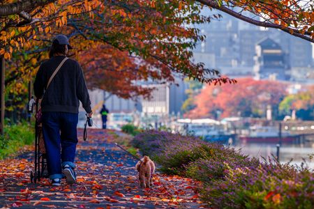 晩秋・光・彩　～木の葉も水面も案山子も...全てが色付く晩秋の運河を撮り描き残す～