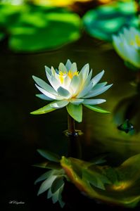 初夏・花・彩　　～水元公園に咲く睡蓮の花を撮り描き残す～