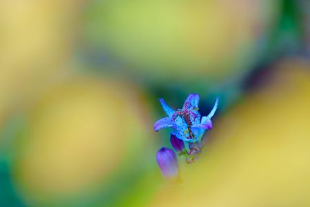 初冬・光・彩　～ホトトギスはホトトギス...そんなホトトギスを撮り描き残す～