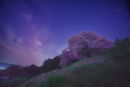 桜の木と天の川