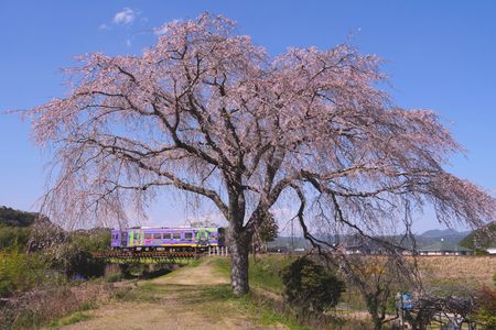 桜とローカル列車