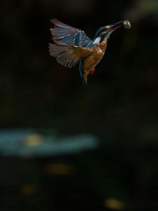 カワセミの捕食