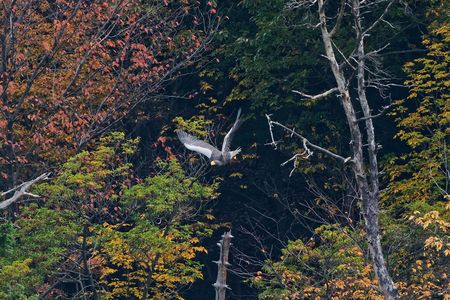 紅葉に飛び出す
