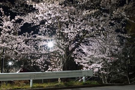 夜散歩で桜撮影