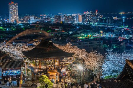 三井寺の夜桜