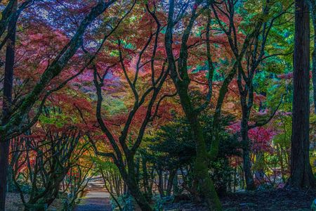 落葉前の鶏足寺